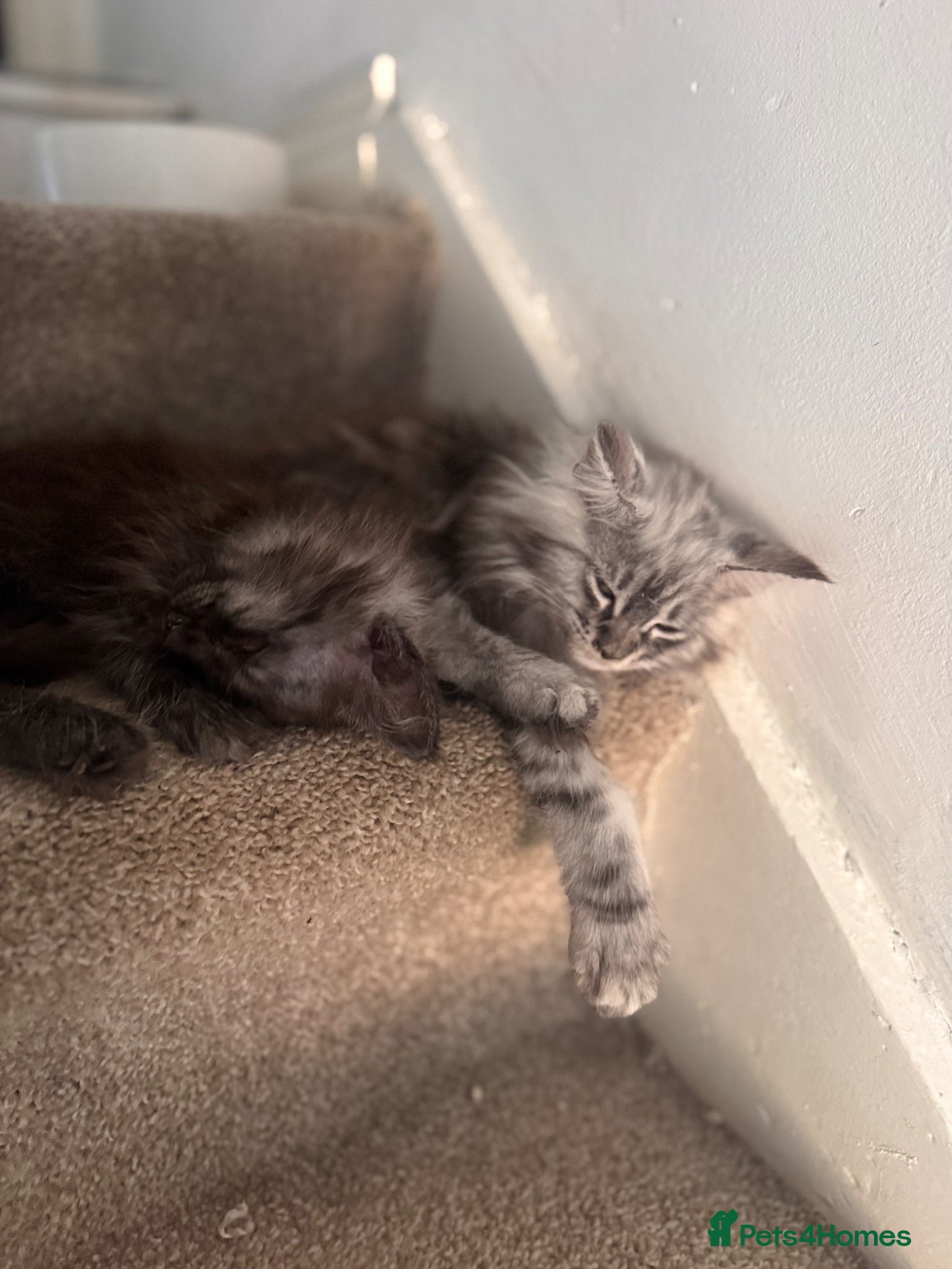 Maine Coon cats ⭐️reduced £750 last  2 female maincoon kittens⭐️ - Advert 15