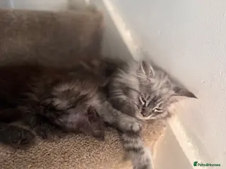 Maine Coon cats ⭐️reduced £750 last 2 female maincoon kittens⭐️ - Advert 15