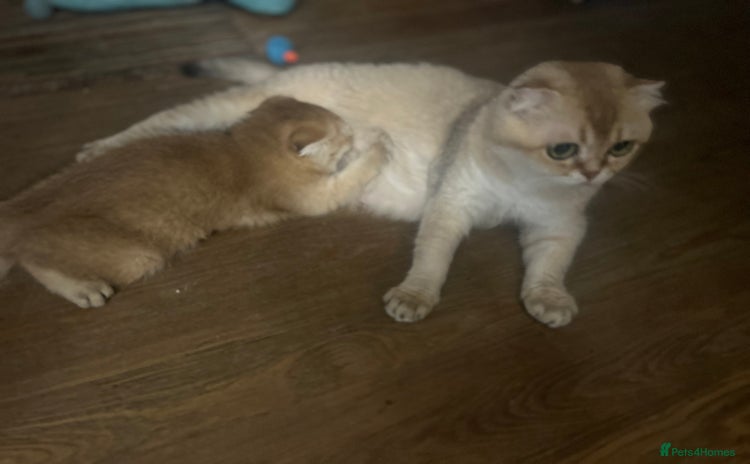 Scottish Fold cats - Advert 1