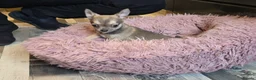 Chihuahua dogs for sale: Stunning Blue Wolf, Smooth Coat Chihuahua Girl in Llanwrda - Advert 17