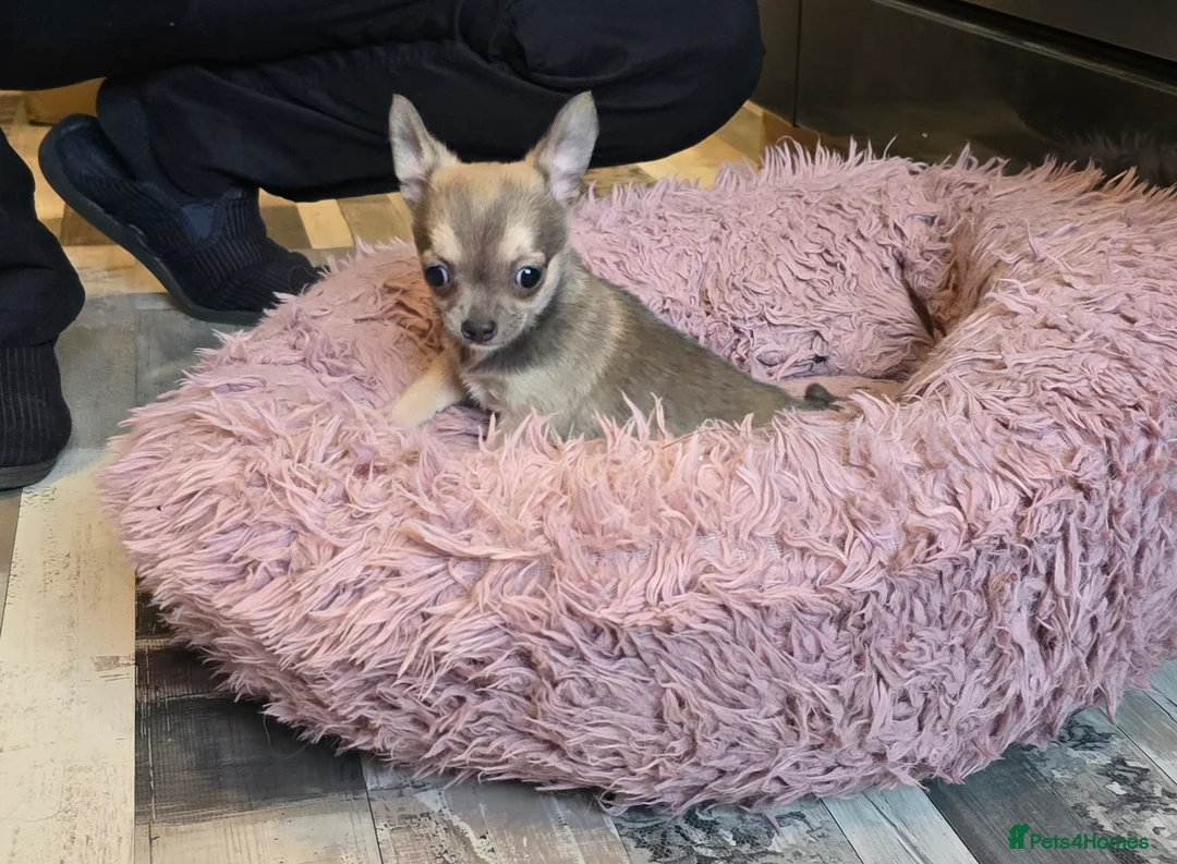 Chihuahua dogs for sale: Stunning Blue Wolf, Smooth Coat Chihuahua Girl in Llanwrda - Advert 17