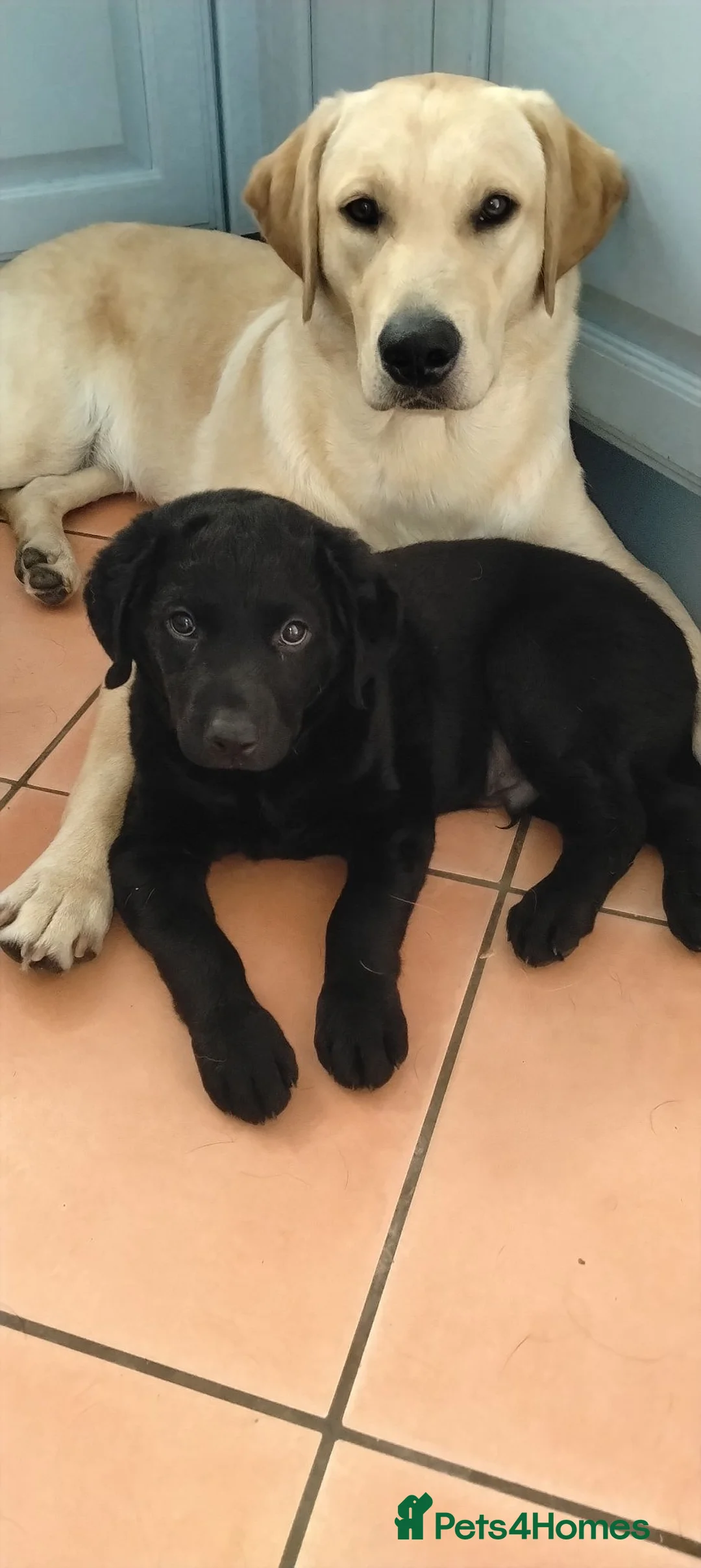 Labrador Retriever dogs for sale: Henergy Tenessee. RKC REG. Black well bred male. - Advert 1