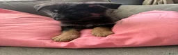 German Shepherd dogs for sale: Puppy’s for sale - Advert 8