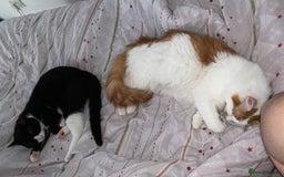 Mixed Breed cats for sale: 2 domestic shorthair/medium hair cats - Image 8