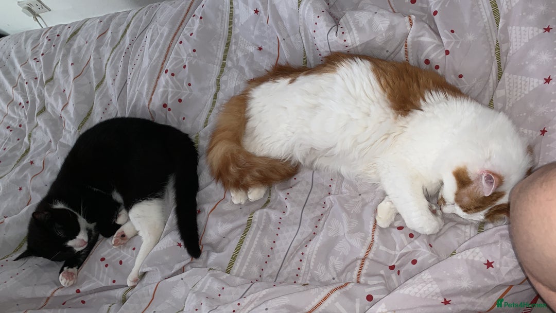 Mixed Breed cats for sale: 2 domestic shorthair/medium hair cats - Image 8