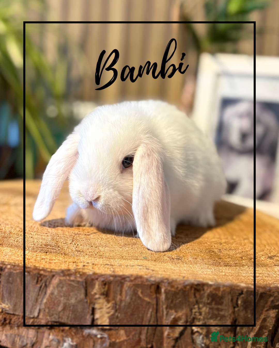 Mini Lop rabbits for sale: Mini Lop Girls looking for loving homes - Advert 8