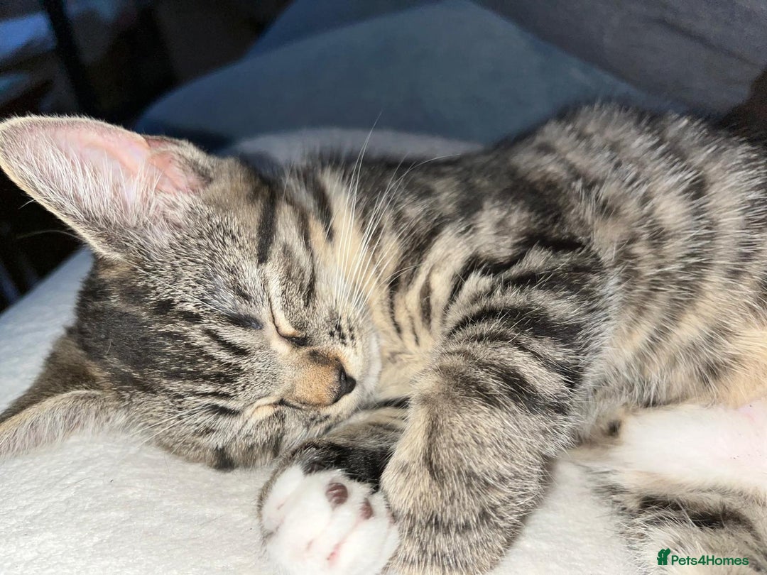 Mixed Breed cats for sale: Kitten looking for a forever home - Image 5