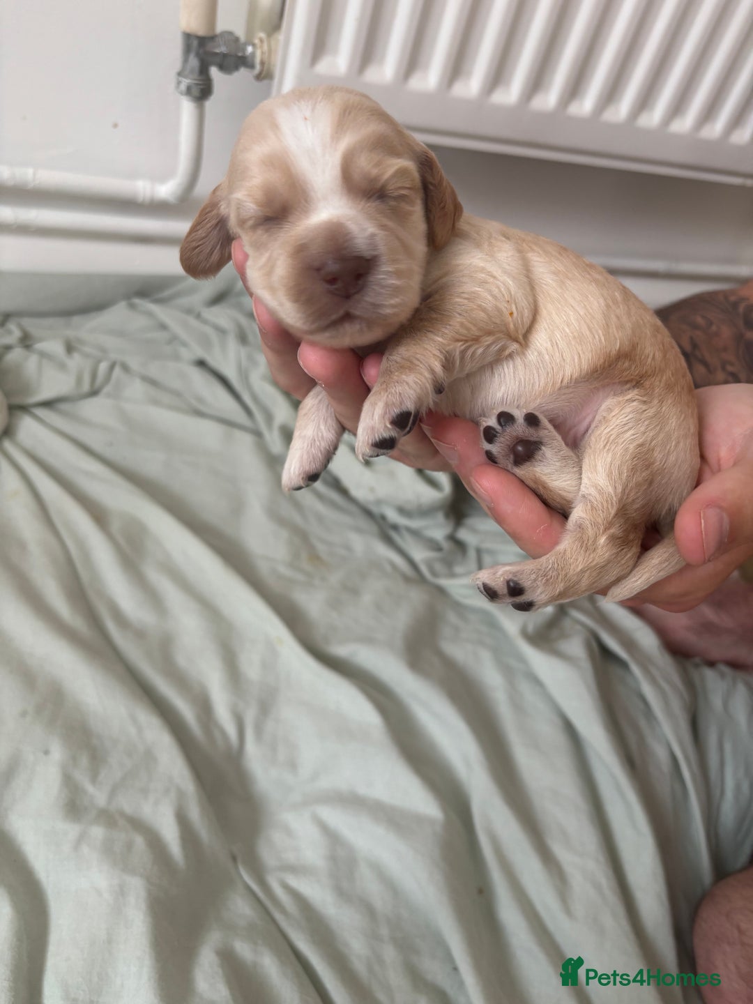 Cocker Spaniel dogs for sale: Cocker spaniel puppies  - Image 8