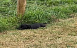 Labrador Retriever dogs for sale: Pedigree Labrador Puppies  - Image 13