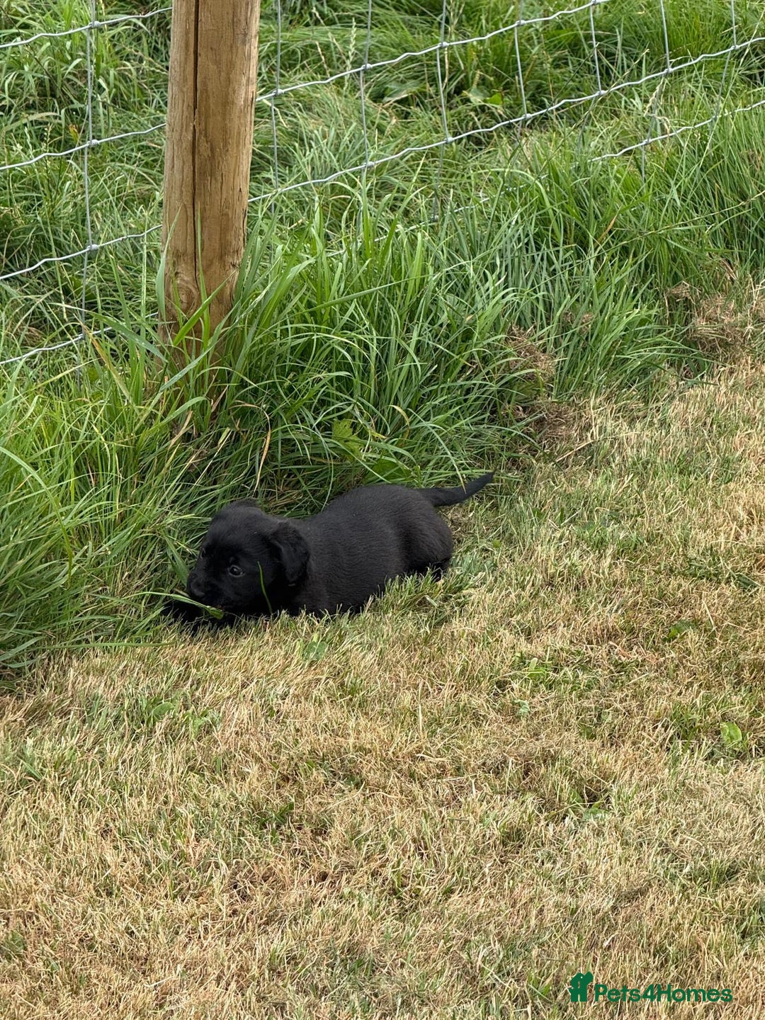 Labrador Retriever dogs for sale: Pedigree Labrador Puppies  - Image 13