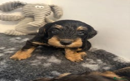 Schnoodle dogs for sale: LAST OUTSTANDING GIRL TOY SCHNOODLES DNA 🧬 CLEAR! - Image 6