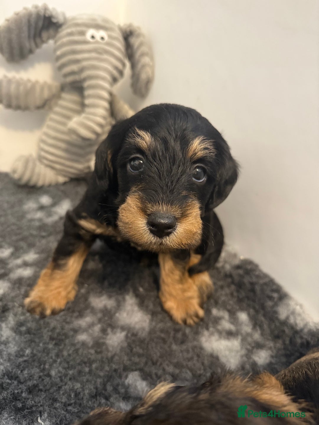 Schnoodle dogs for sale: LAST OUTSTANDING GIRL TOY SCHNOODLES DNA 🧬 CLEAR! - Image 6