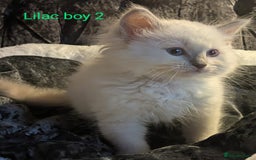 Ragdoll cats for sale: 💕💛GCCF Registered 💛💕Pedigree Ragdoll kittens - Image 2