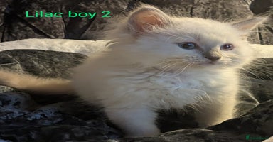 Ragdoll cats - Advert 6