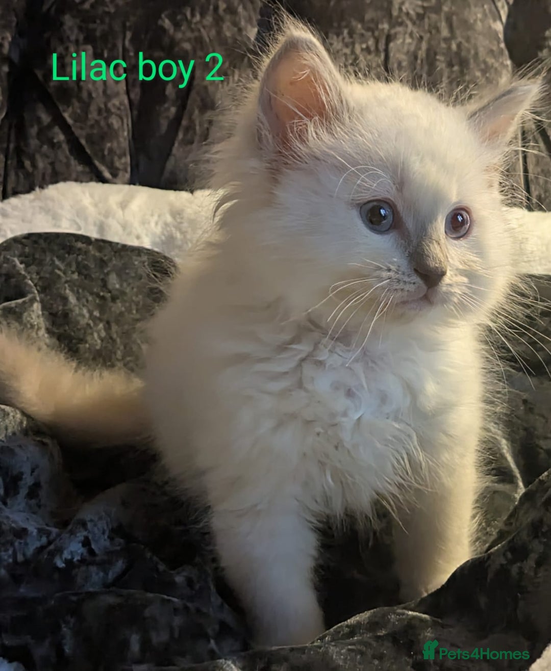 Ragdoll cats for sale: 💕💛GCCF Registered 💛💕Pedigree Ragdoll kittens - Image 2