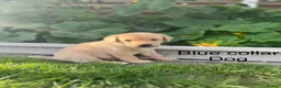 Labrador Retriever dogs for sale: Labrador puppies - Advert 7