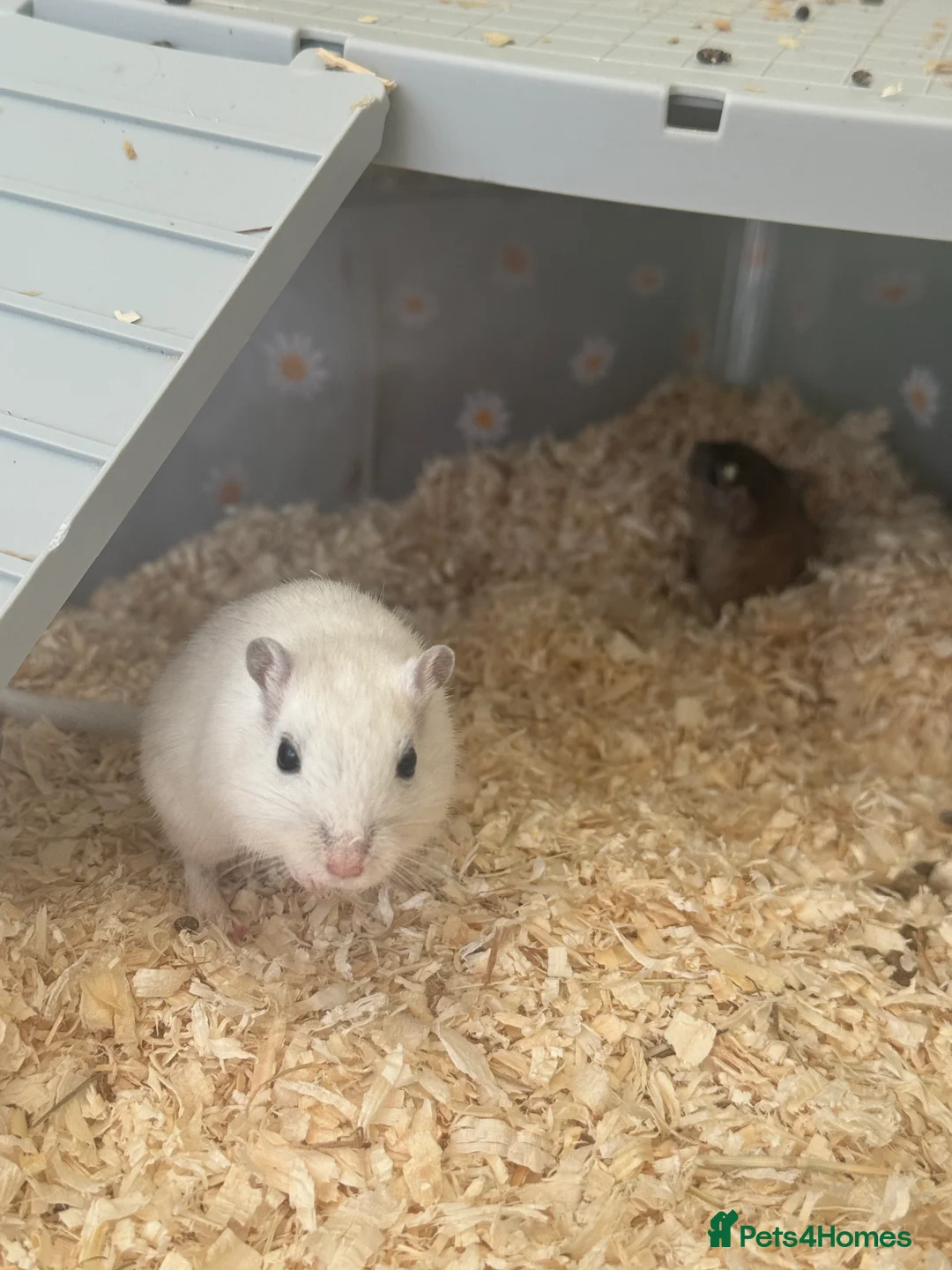 Gerbil rodents for sale: X2 Male Gerbils  - Advert 2