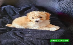 Shihpoo dogs for sale: Stunning 3rd Generation Shihpoo Puppies For Sale - Image 8