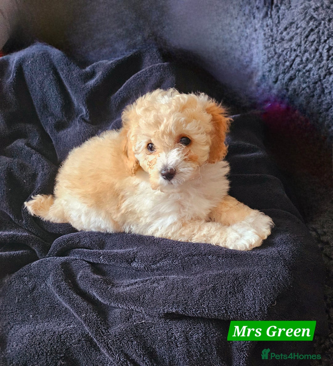 Shihpoo dogs for sale: Stunning 3rd Generation Shihpoo Puppies For Sale - Image 8