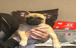 Mixed Breed dogs for sale: Frenchi pomchi puppy 15 weeks old girl - Image 3