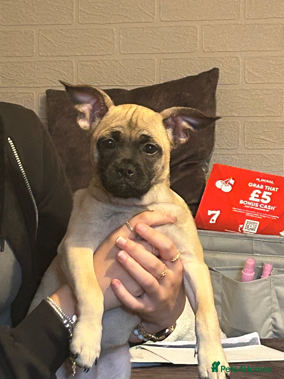 Mixed Breed dogs for sale: Frenchi pomchi puppy 15 weeks old girl - Image 3