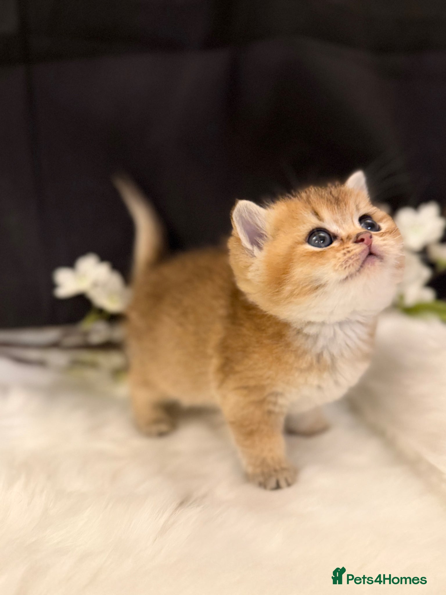 British Shorthair cats Golden & Silver BSH. 100% Pure pedigree Registered - Advert 1