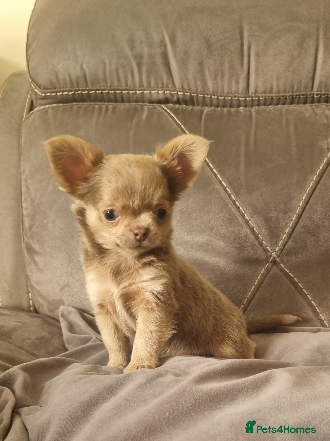Chihuahua dogs for sale: READY NOW KC Reg Chihuahua boy longhair - Image 6