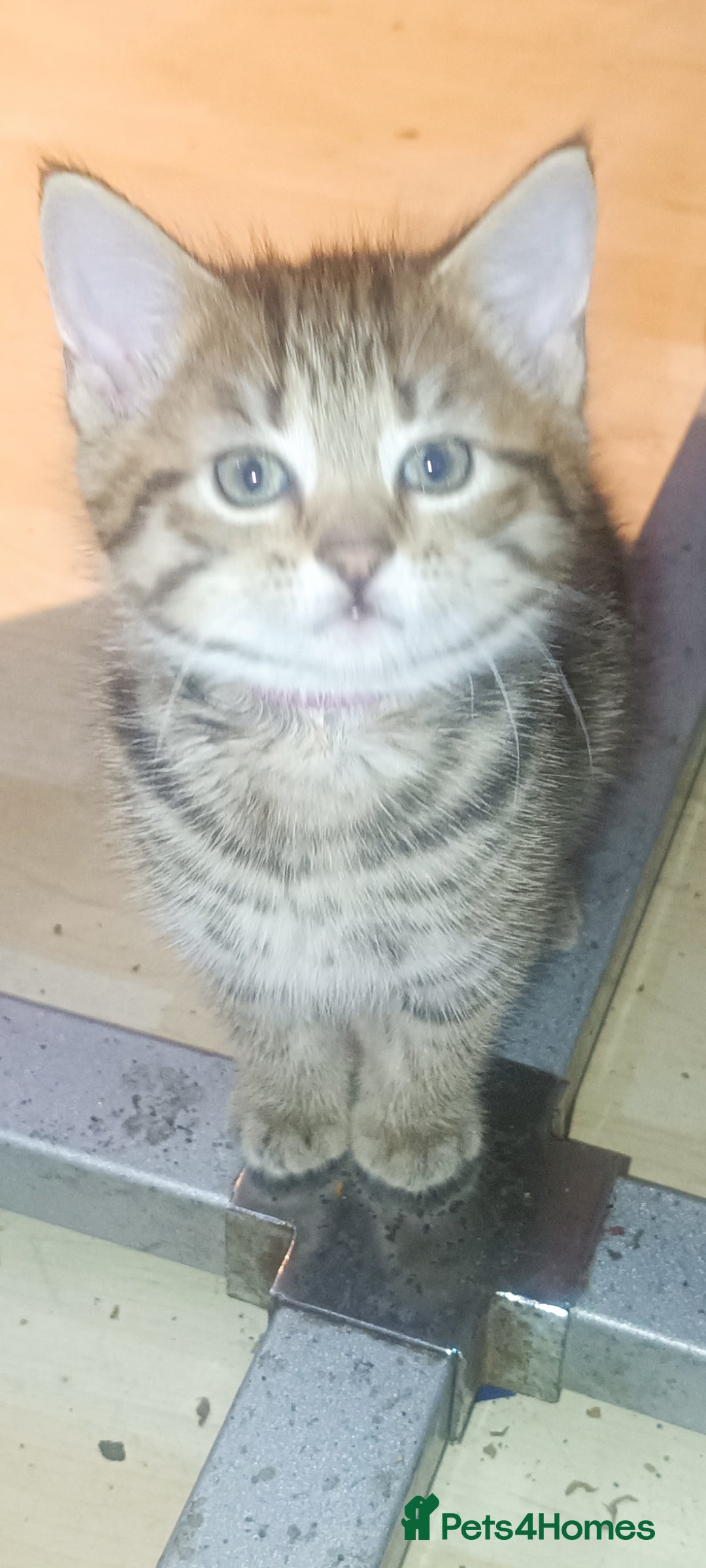 Mixed Breed cats cat kitten - Advert 1