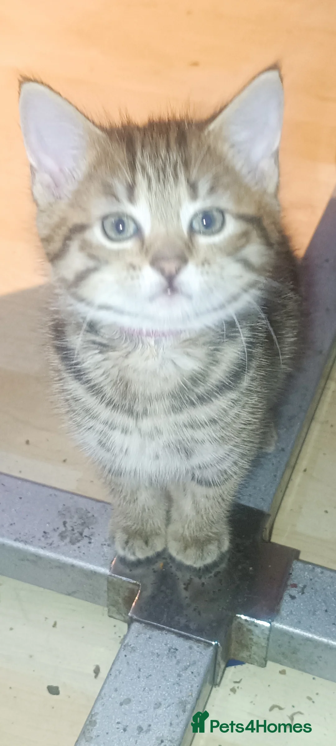 Mixed Breed cats for sale: cat kitten - Advert 1