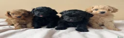 Maltipoo dogs for sale: Maltipoo Puppies - Advert 2