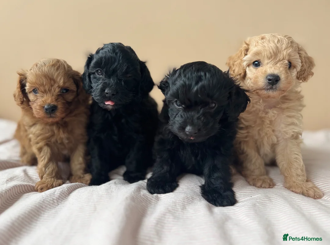 Maltipoo dogs for sale: Maltipoo Puppies - Advert 2