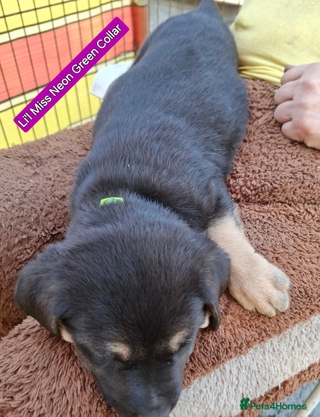 Rottweiler dogs for sale: Stunning Litter Of Shepweiler X Mastiff Pups - Image 5