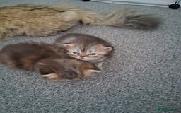 Persian cats for sale: Adorable pure Persian  - Image 3