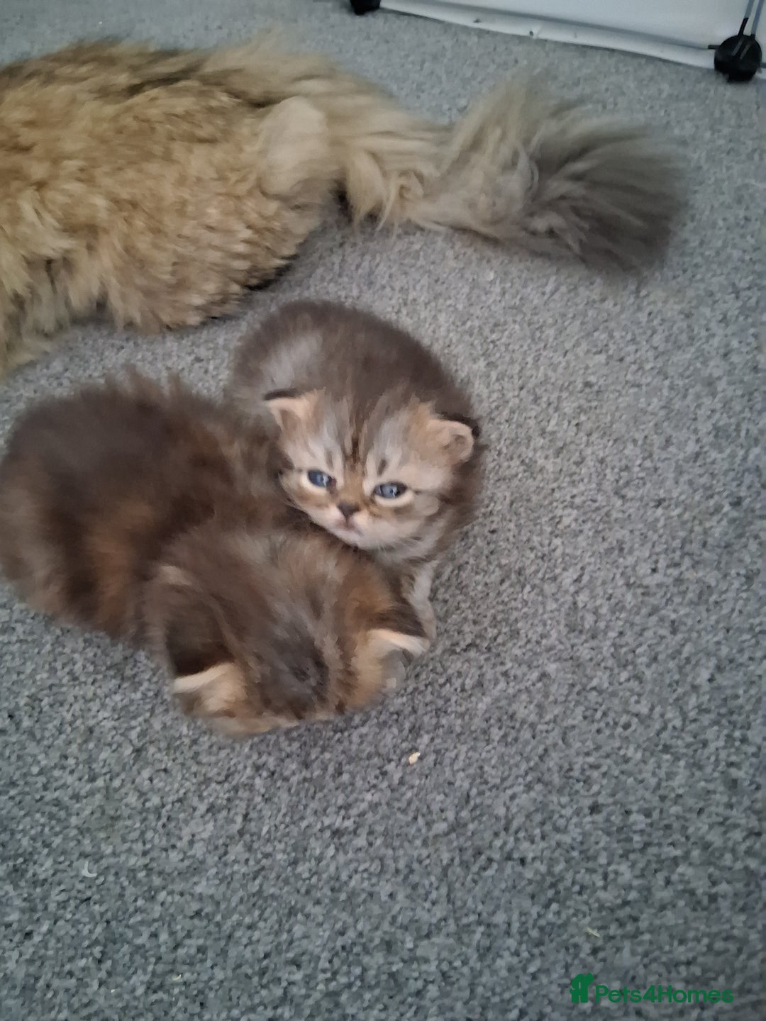 Persian cats for sale: Adorable pure Persian  - Image 3