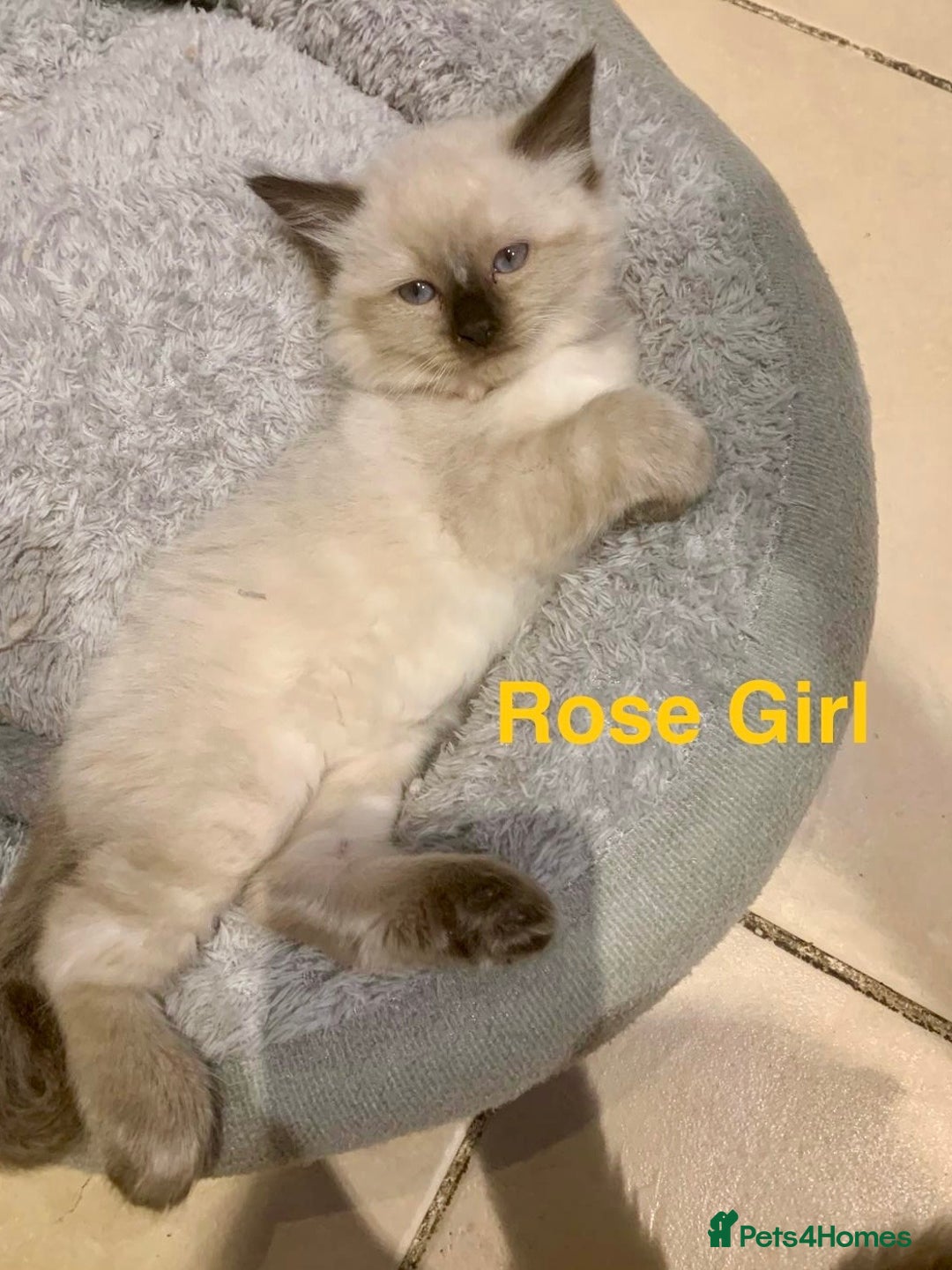 Ragdoll cats for sale: ❗️Charming Pure Ragdoll Kittens waiting love ❤️❗️ - Advert 13