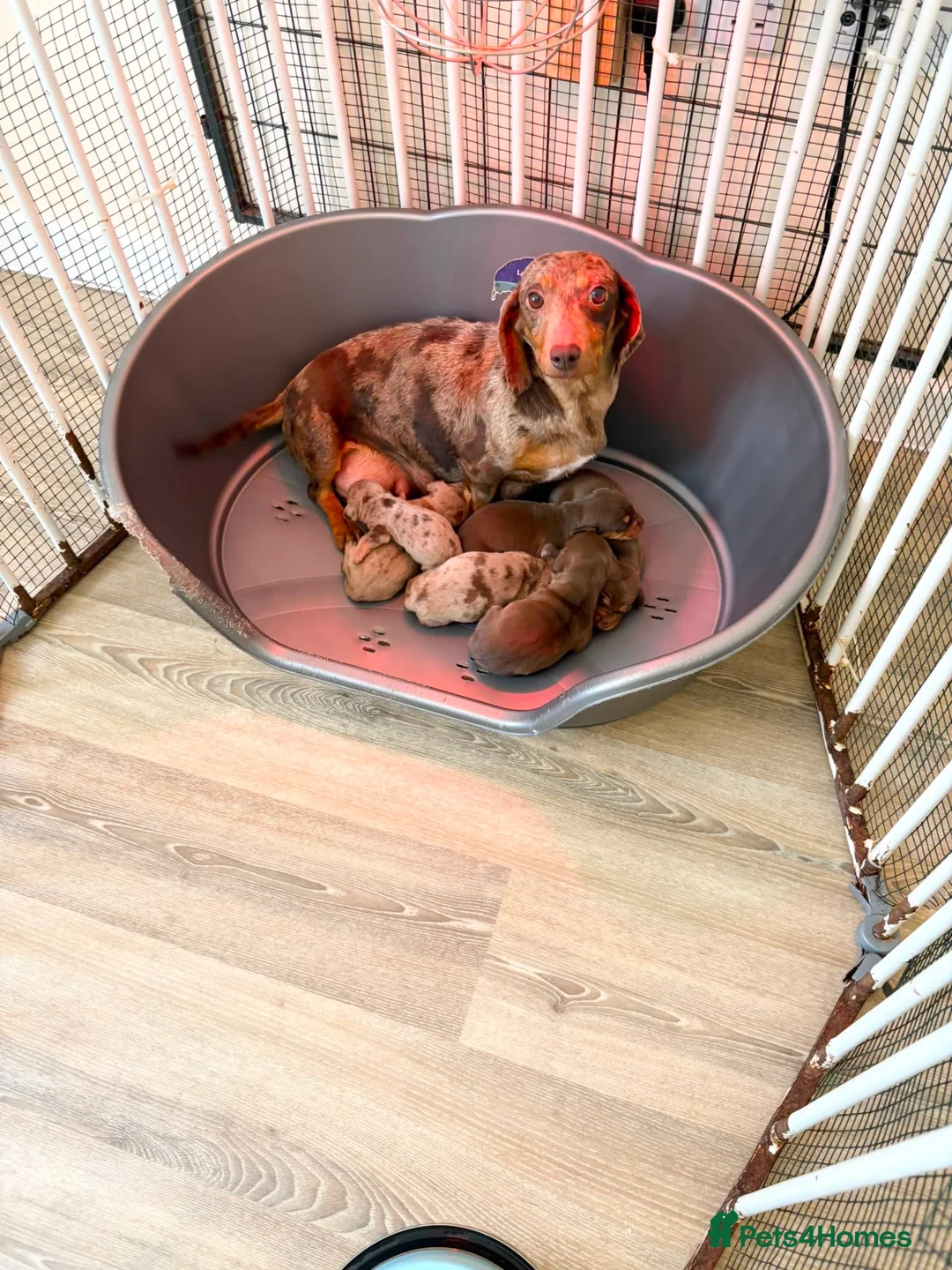 Dachshund dogs for sale: Dachsuand  - Advert 1