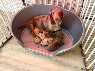 Dachshund dogs Dachsuand - Advert 3