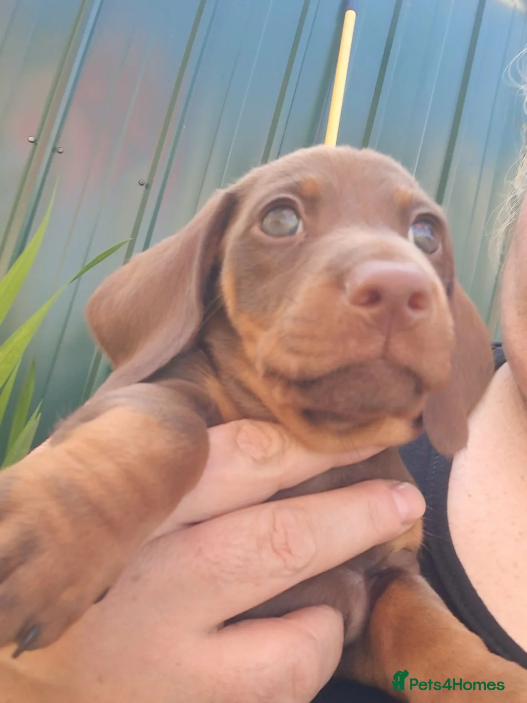 Dachshund dogs for sale: Beautiful Mini Dachshund Puppies - Advert 33