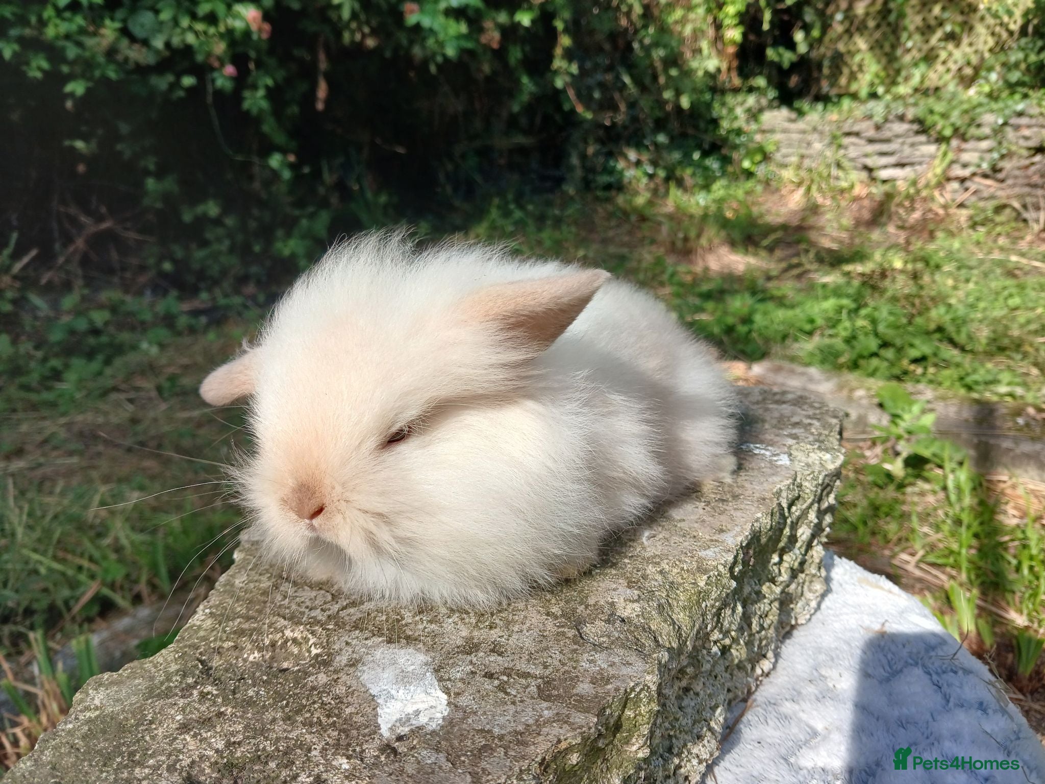 Mini Lop rabbits Stunning lion lop baby rabbits RTR - Advert 13
