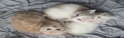 Mixed Breed cats for sale: 3 Gorgeous Little Fluffy Boys - Advert 4