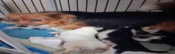 Jackapoo dogs for sale: Beautiful jackapoos puppies - Advert 3