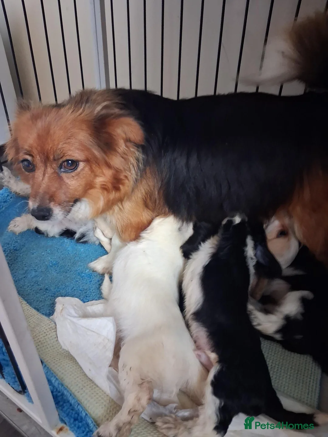 Jackapoo dogs for sale: Beautiful jackapoos puppies - Advert 3