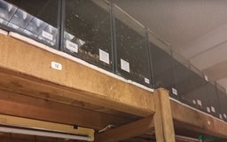 Live Bearers fish for sale: Tropical Fish and Eggs for Sale in Glasgow - Image 7