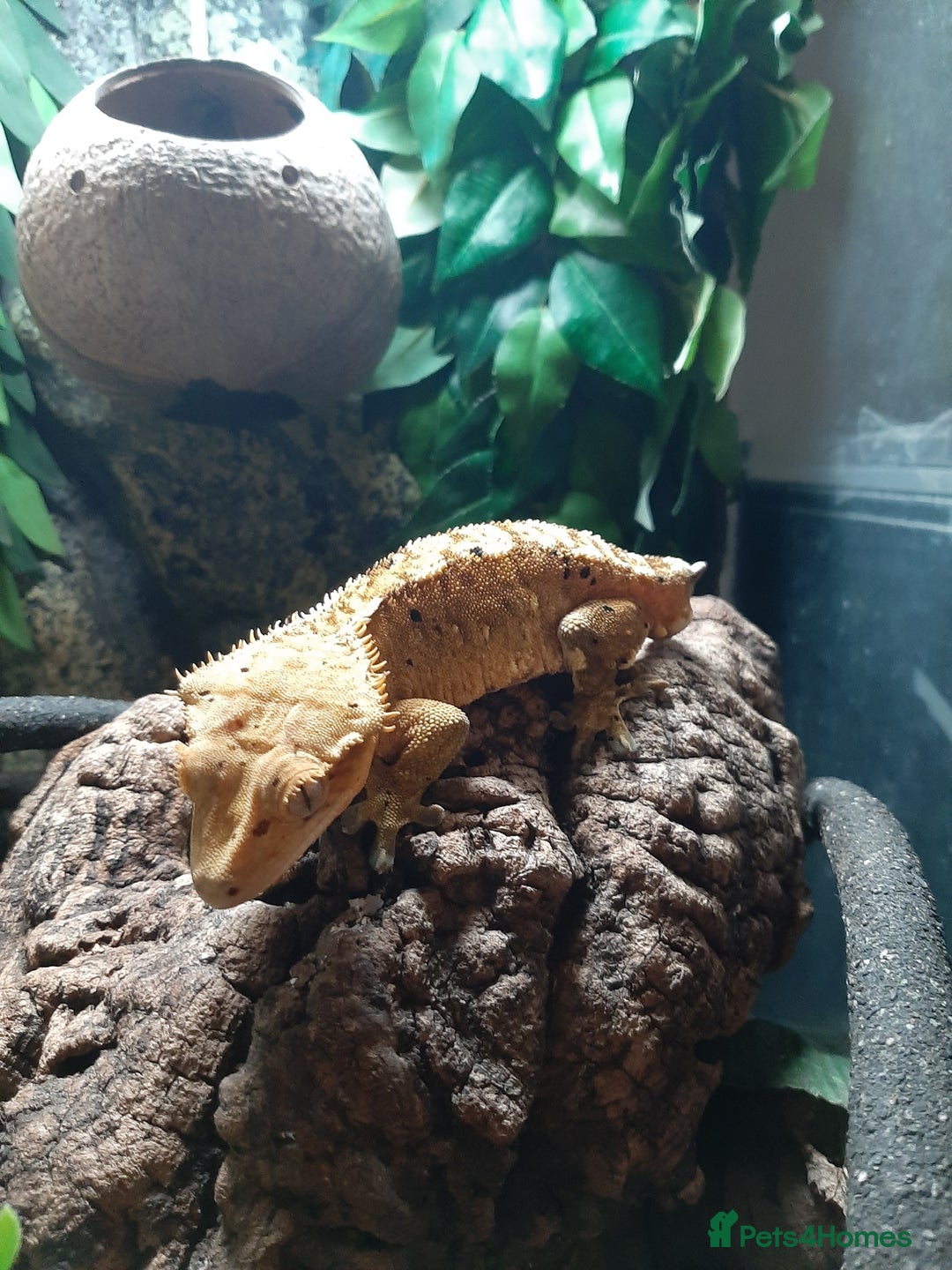 Gecko reptiles for sale: Crested Gecko  - Advert 2