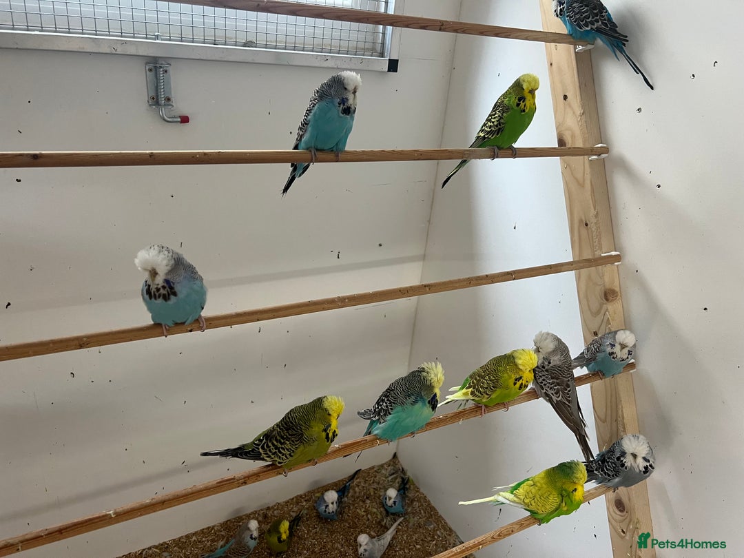 Budgerigars birds for sale: Budgies for sale  - Image 2
