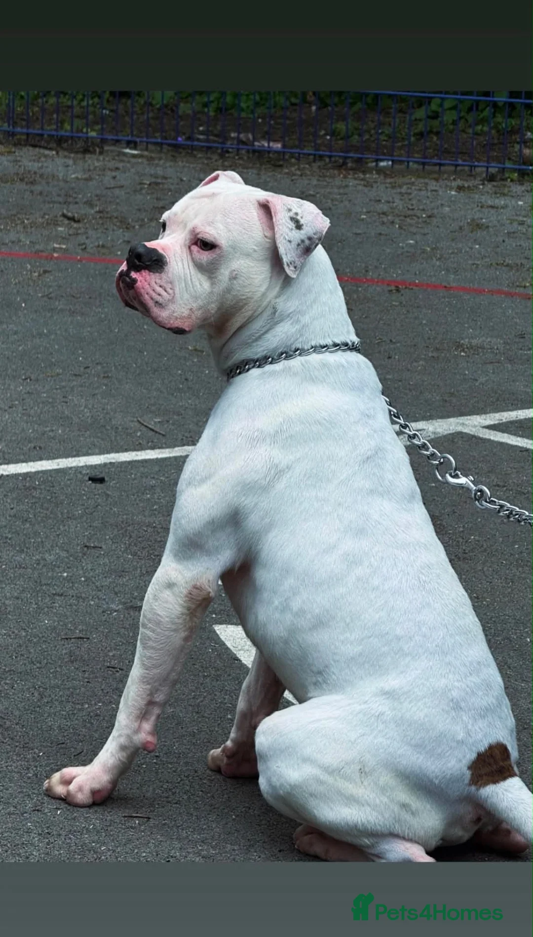 American Bulldog dogs for sale: Last male American bulldog puppy  - Advert 12