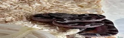 Corn Snake reptiles for sale: Corn snakes cb26 and cb25 available  - Advert 7