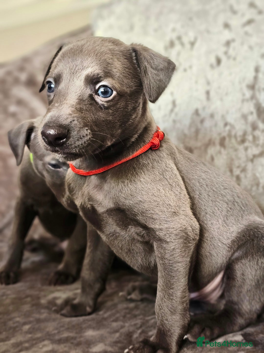 Whippet dogs for sale: KC Registered Blue Laguna Whippets - Image 27