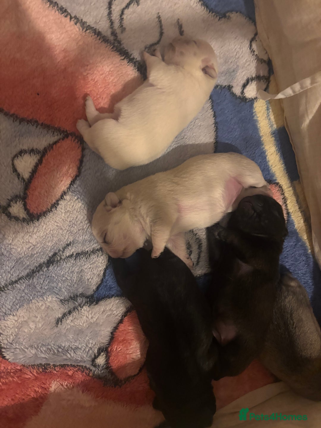 Pug dogs for sale: KC reg pug puppies  - Advert 2