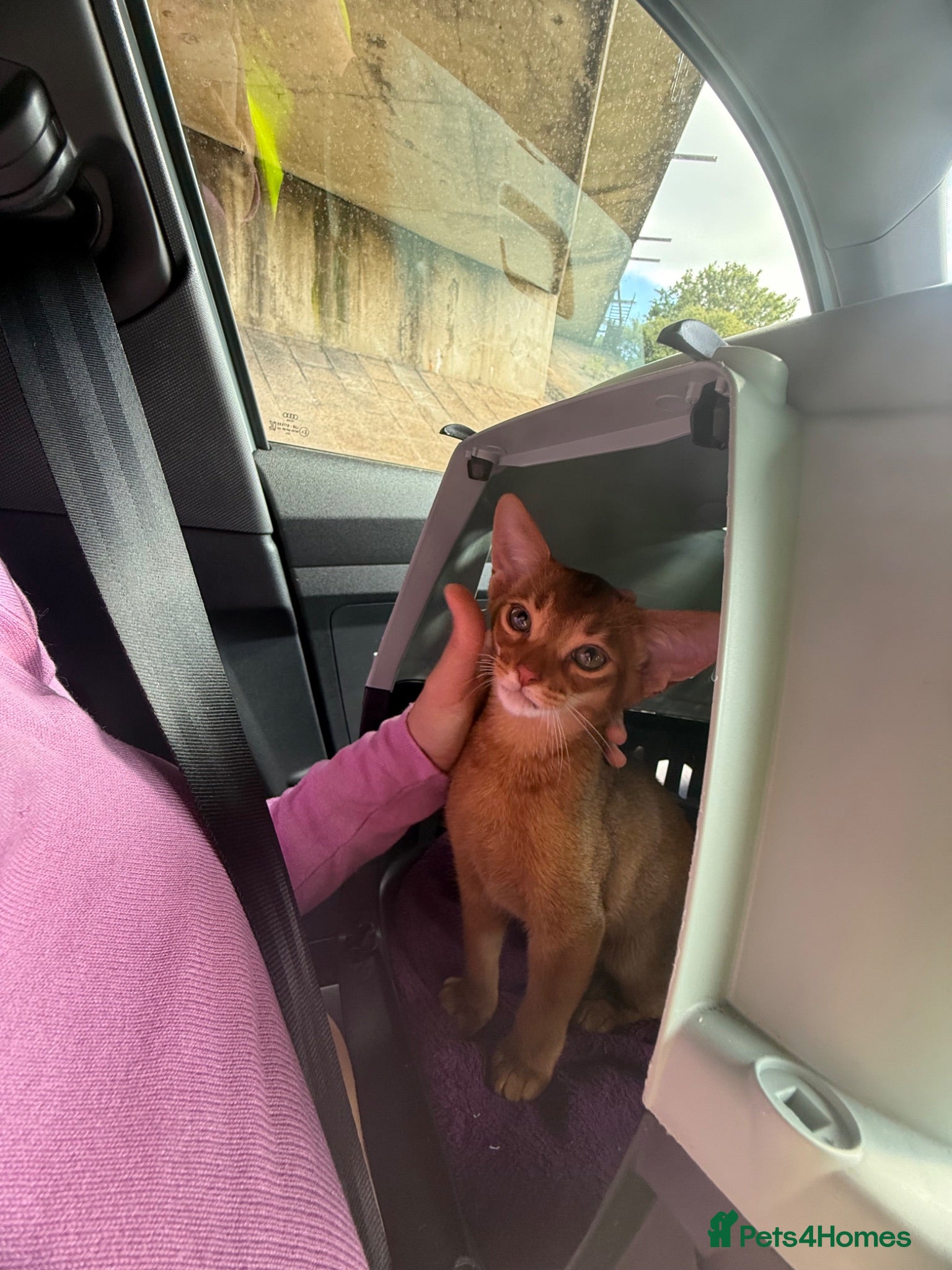Abyssinian cats Selling 3 month Abyssinian female kitten - Advert 8